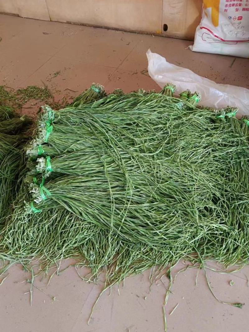 一级贡菜干一件代发基地发货一手货源批发品质保证价格优惠
