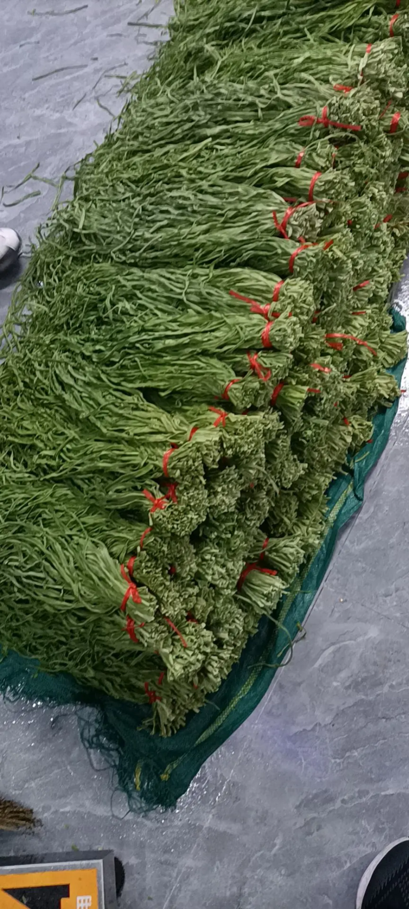 一级贡菜干一件代发基地发货一手货源批发品质保证价格优惠