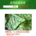 细盾春雷溴菌腈黄瓜细菌性角斑病中药材软腐病果树穿孔病农药