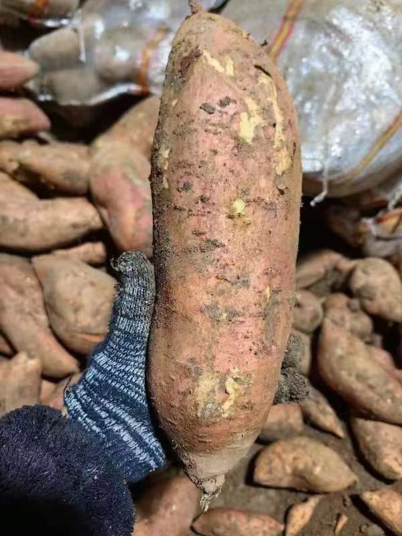 龙九红薯【精品红薯】大量供应，品质保证，产地直发货源充足