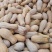 常年供应养殖场南瓜金韩蜜本老南瓜加工厂南瓜干养殖饲料辅料