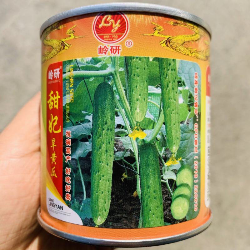 甜妃旱黄瓜种子强雌水果黄瓜种子稀刺少瘤皮薄清香甜脆