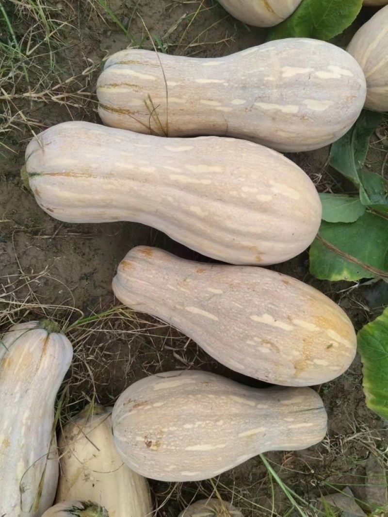 常年供应养殖场南瓜金韩蜜本老南瓜加工厂南瓜干养殖饲料辅料