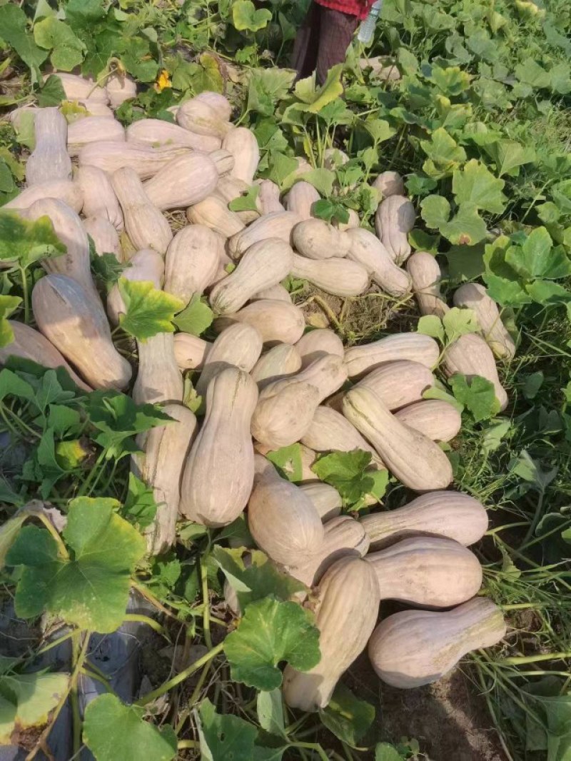 常年供应养殖场南瓜金韩蜜本老南瓜加工厂南瓜干养殖饲料辅料