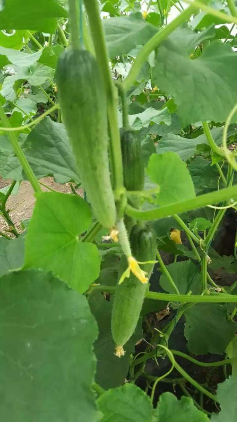 甜妃旱黄瓜种子强雌水果黄瓜种子稀刺少瘤皮薄清香甜脆