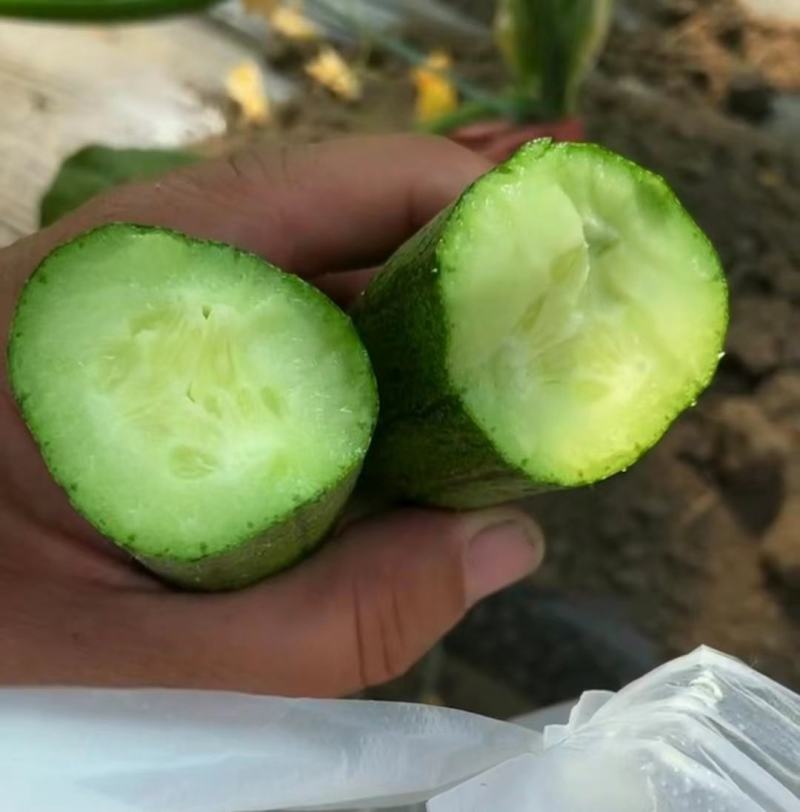 甜妃旱黄瓜种子强雌水果黄瓜种子稀刺少瘤皮薄清香甜脆