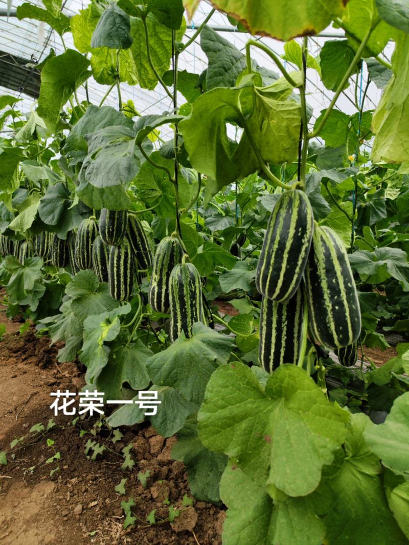 花荣一号甜瓜种子特甜采摘园甜瓜基地专用银白花条长桶型甜瓜