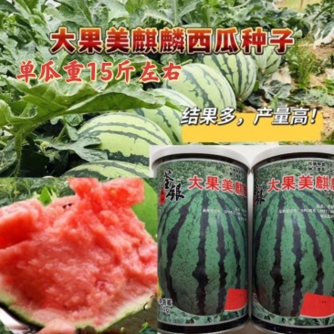 荃银大果美麒麟西瓜种子中早熟果实高圆形西瓜种子肉果红色甜