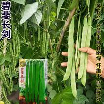 碧斐长剑四季豆种子肩条架豆种子早熟性好颜色翠绿纤维少