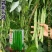碧斐长剑四季豆种子肩条架豆种子早熟性好颜色翠绿纤维少