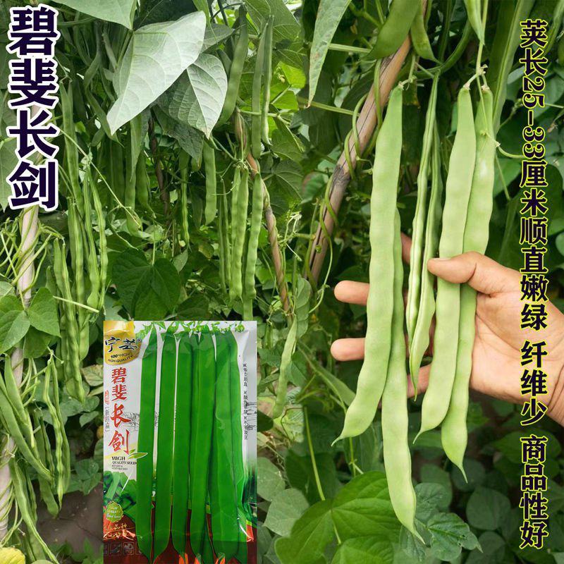 碧斐长剑四季豆种子肩条架豆种子早熟性好颜色翠绿纤维少