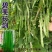 碧斐长剑四季豆种子肩条架豆种子早熟性好颜色翠绿纤维少