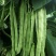 碧斐长剑四季豆种子肩条架豆种子早熟性好颜色翠绿纤维少