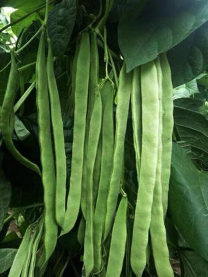 碧斐长剑四季豆种子肩条架豆种子早熟性好颜色翠绿纤维少