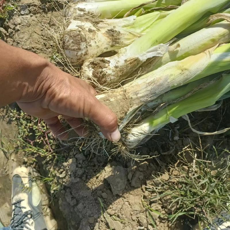 河北石家庄鸡腿大葱新鲜上市，产地一手货源，规格多样