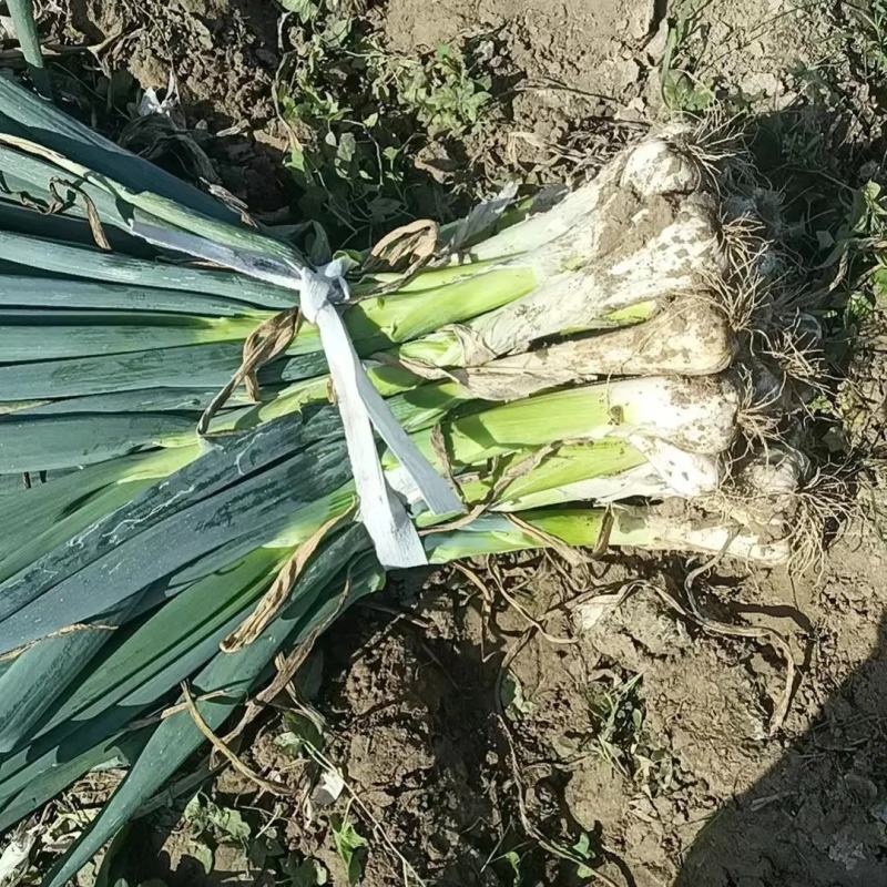 河北石家庄鸡腿大葱新鲜上市，产地一手货源，规格多样