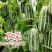 丰信恒花荣甜瓜种子博洋甜瓜种子花皮白条杂交组合酥脆香甜
