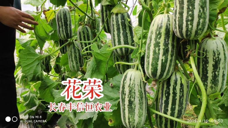 丰信恒花荣甜瓜种子博洋甜瓜种子花皮白条杂交组合酥脆香甜