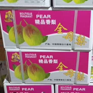 香酥梨礼盒装！海量现货供应！5公斤，7公斤！