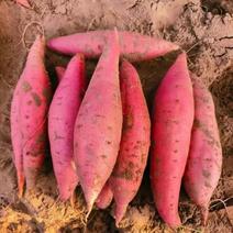 龙薯九号红薯养殖饲料辅料红薯西瓜红食品加工厂打粉红薯