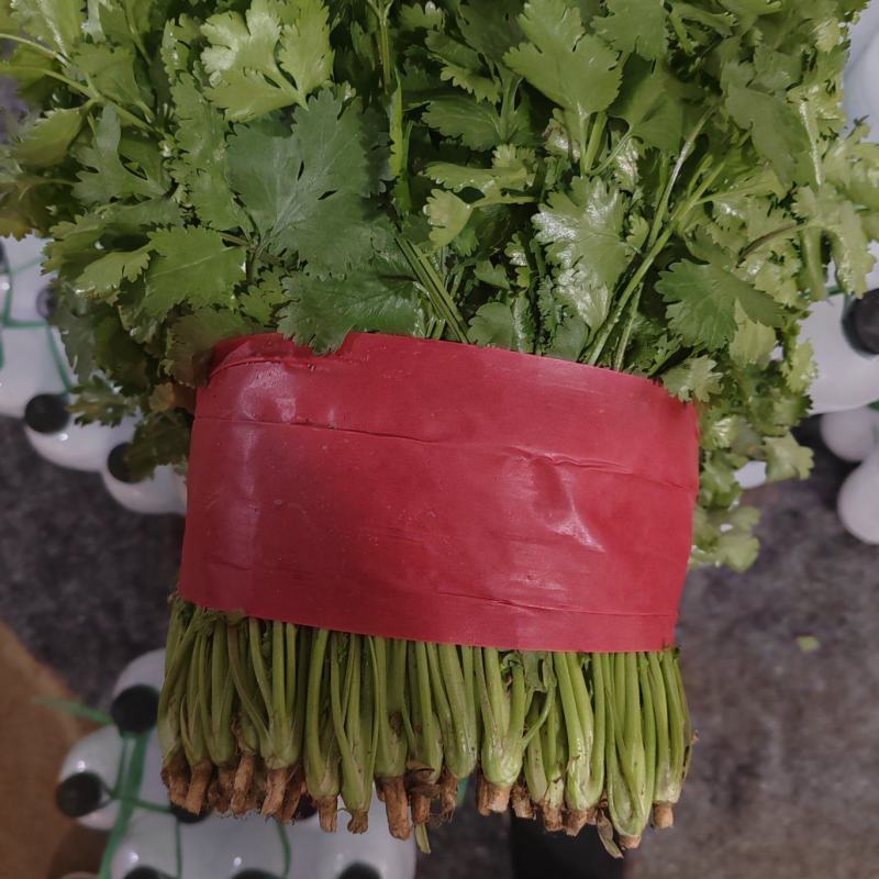 【精品】大叶香菜，优质蔬菜，泰安市蔬菜主产地，优质供应