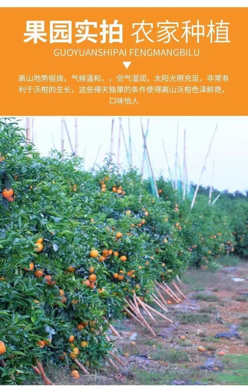 精品沃柑皮薄多汁一件代发供应电商商超货源充足欢迎下单