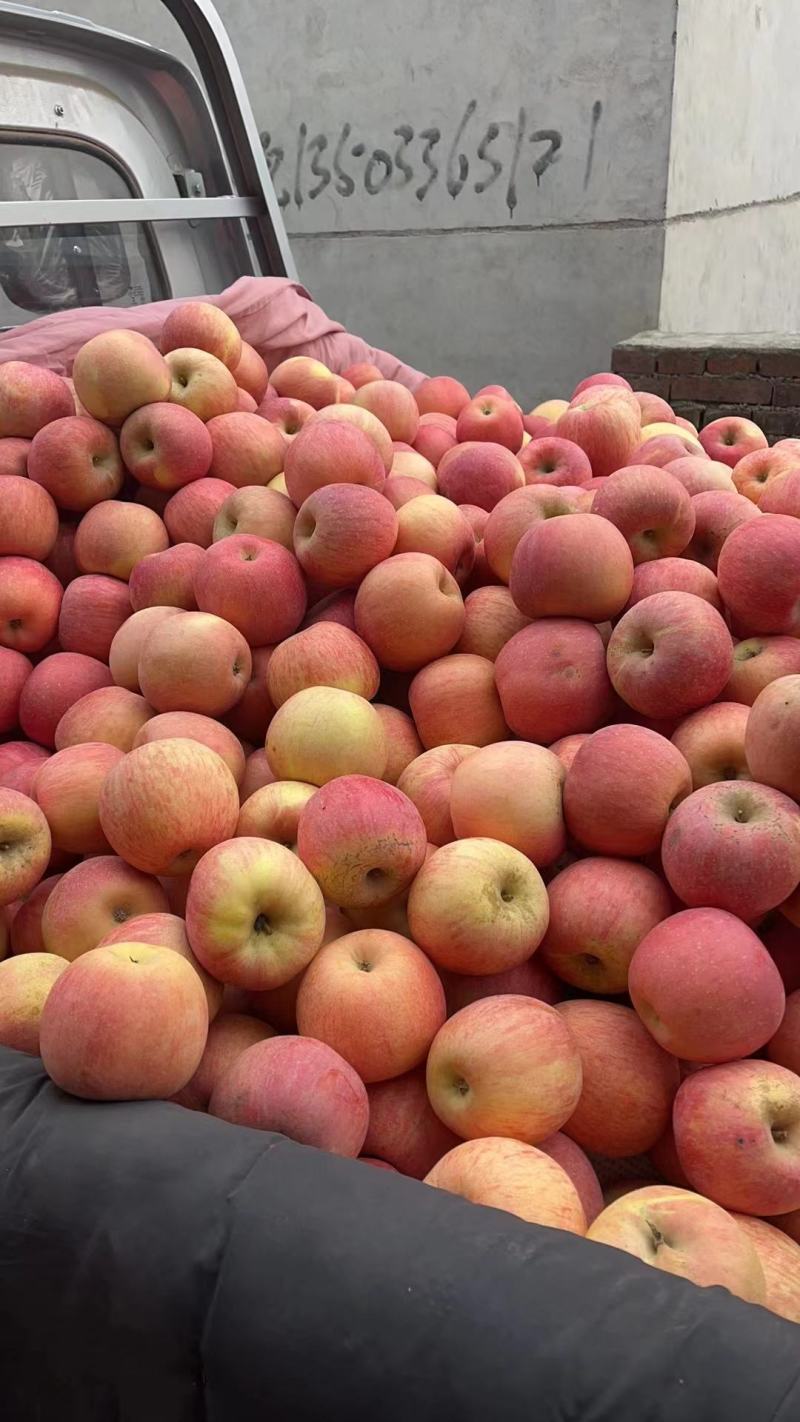 河北红富士苹果甘甜多汁量大从优全国发货欢迎联系