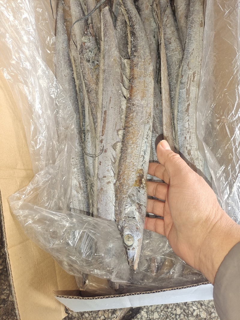带鱼，小包装，市场批发，拖网船冻，食品加工用