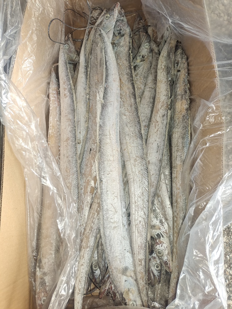 带鱼，小包装，市场批发，拖网船冻，食品加工用