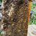 【荐】四川高原土蜂蜜无添加蜂农直发可定制规格包装诚信商家