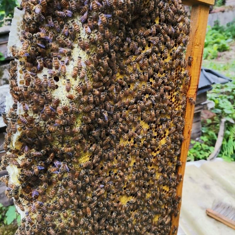 【荐】四川高原土蜂蜜无添加蜂农直发可定制规格包装诚信商家