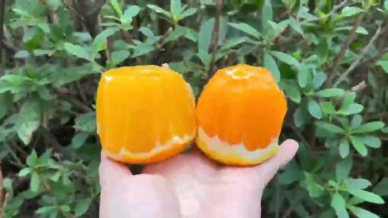 湖北橙子九月红果冻橙纽荷尔橙长虹大量上市果园看货以质论价