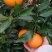 湖北橙子九月红果冻橙纽荷尔橙长虹大量上市果园看货以质论价