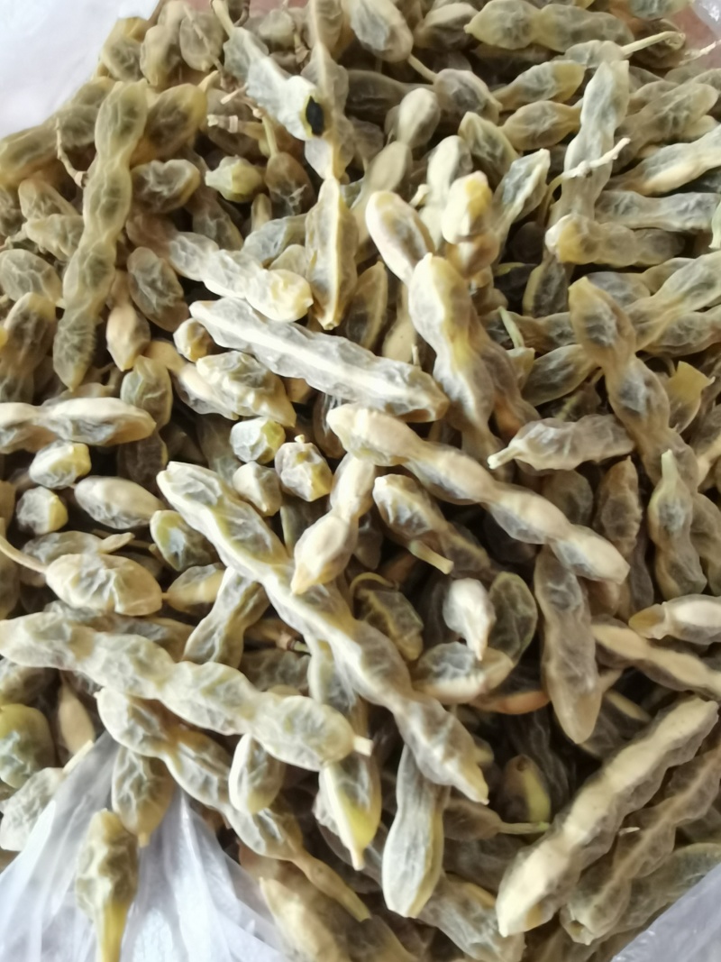 槐豆槐角槐实槐连豆花茶槐豆净货无杆杂质常年收购销大货