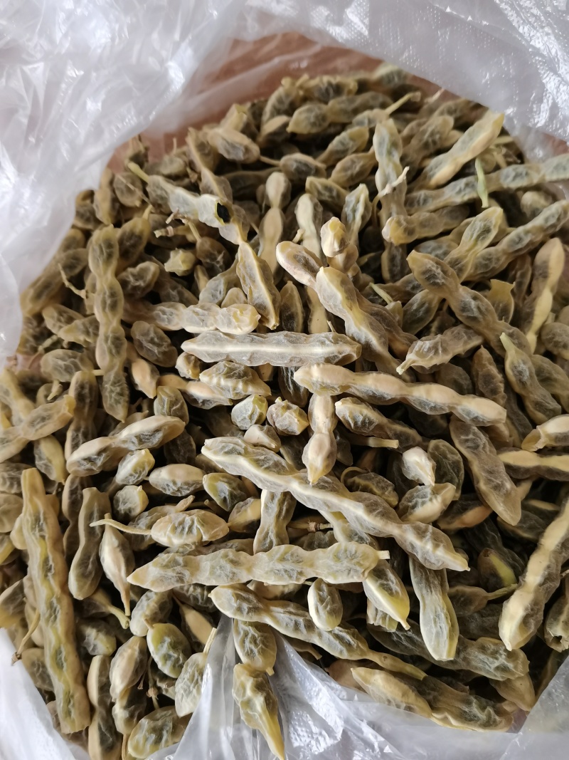 槐豆槐角槐实槐连豆花茶槐豆净货无杆杂质常年收购销大货