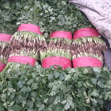 精品香菜大量现货