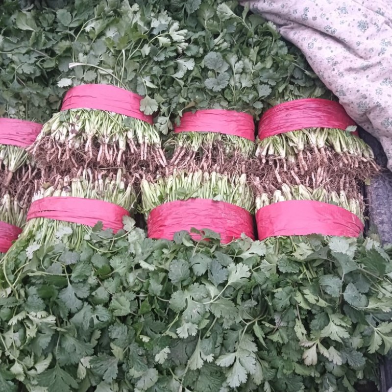 精品香菜大量现货