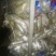 青岛水果萝卜，电商，加工厂，可视频看货