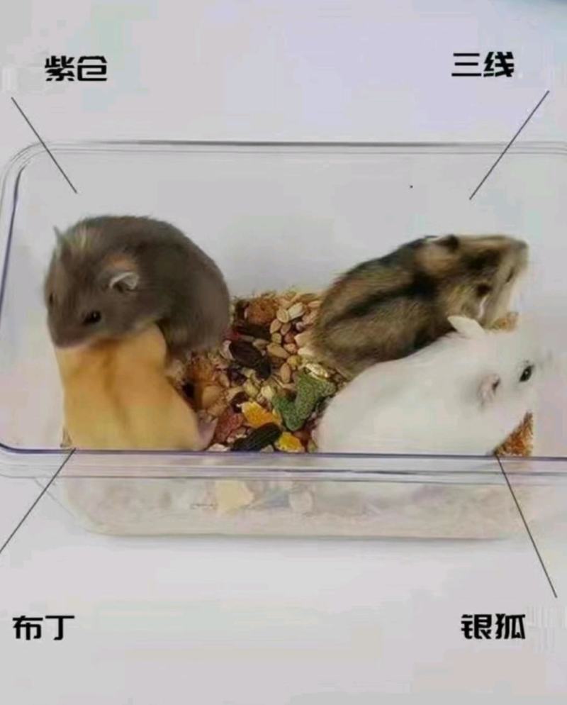 仓鼠宝宝活体批发大量出货品质保证量大从优，240只起批