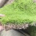 苔藓，大灰藓，一手货源，全国发货，量大从优