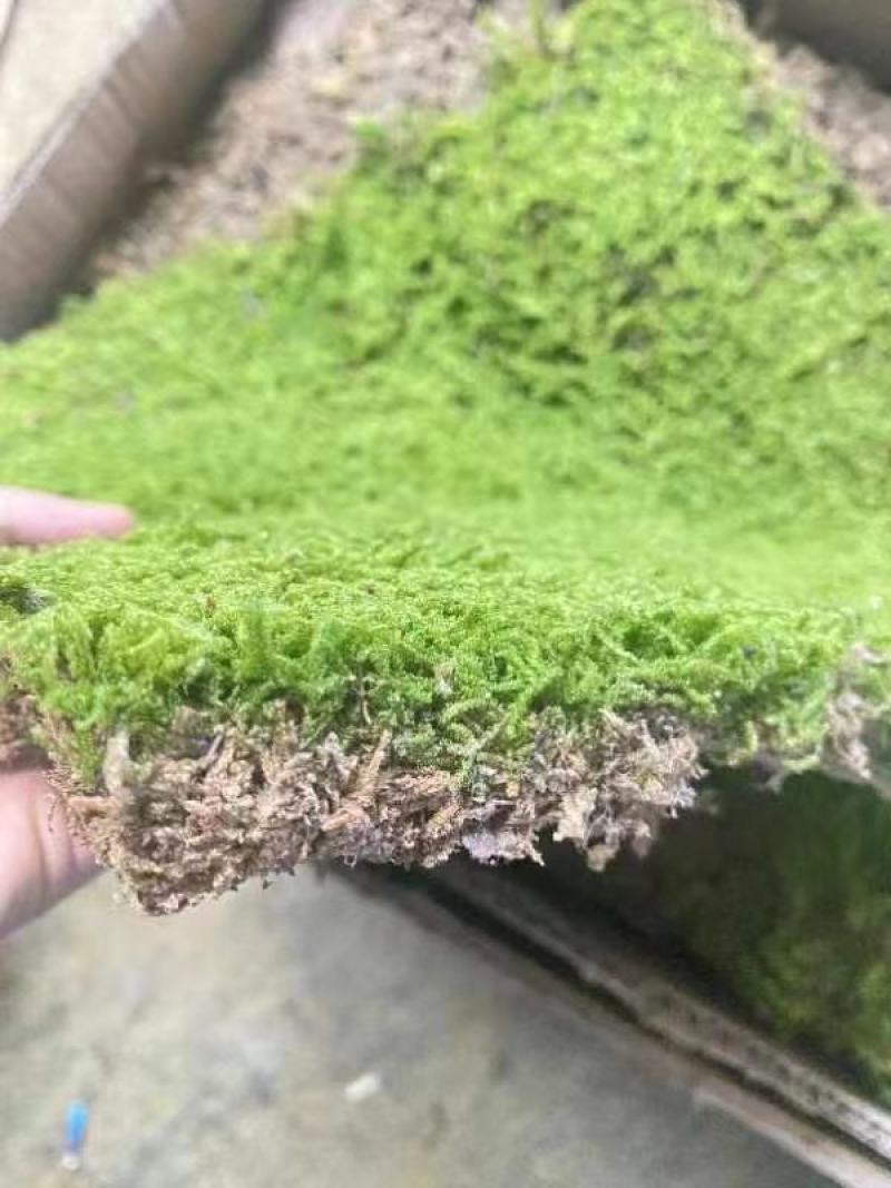 苔藓，大灰藓，一手货源，全国发货，量大从优