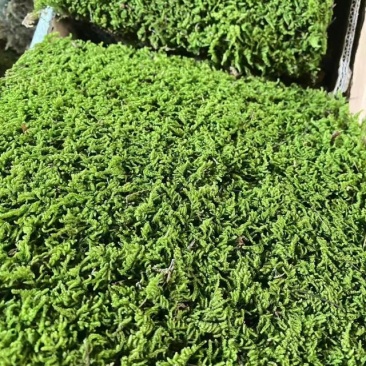 苔藓，大灰藓，一手货源，全国发货，量大从优