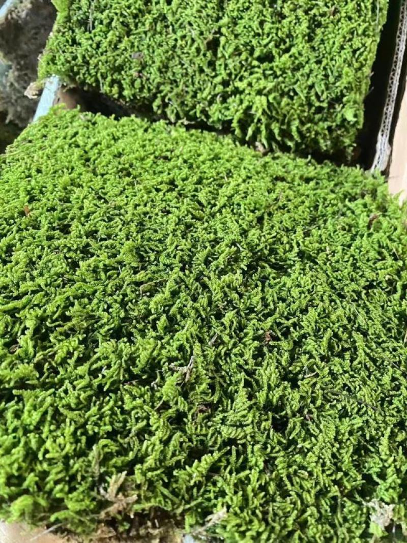苔藓，大灰藓，一手货源，全国发货，量大从优
