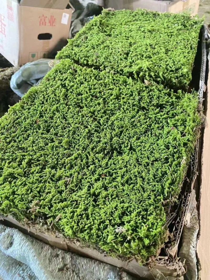 苔藓，大灰藓，一手货源，全国发货，量大从优