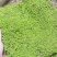 苔藓，大灰藓，一手货源，全国发货，量大从优