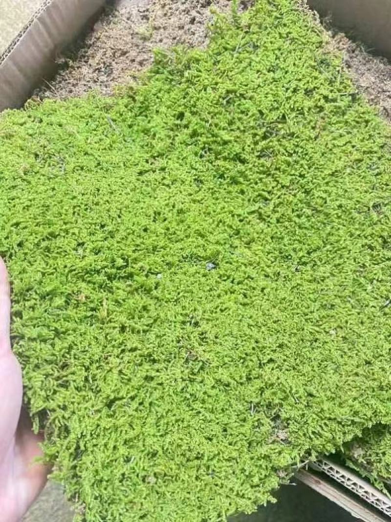 苔藓，大灰藓，一手货源，全国发货，量大从优