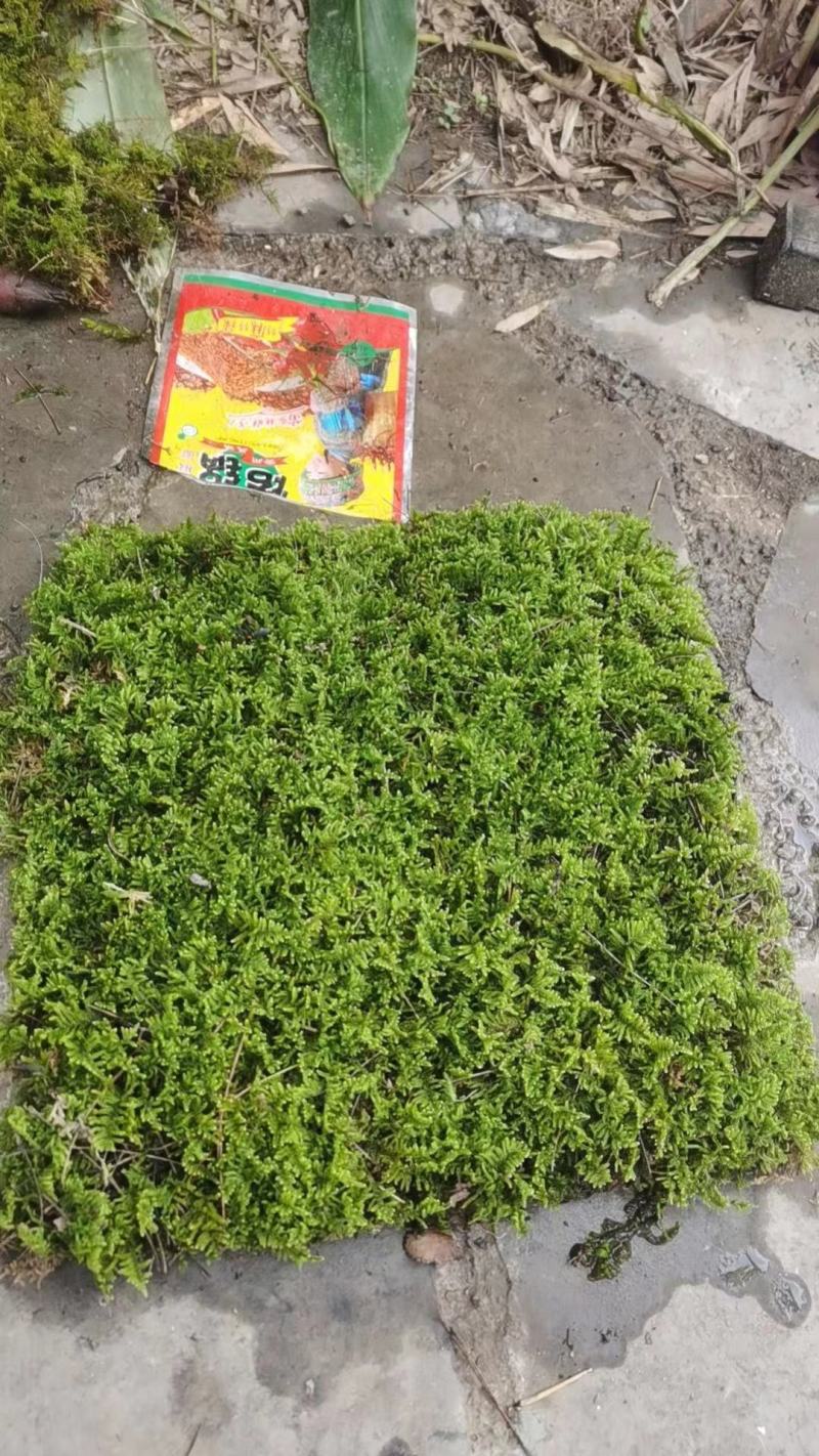 苔藓，大灰藓，一手货源，全国发货，量大从优