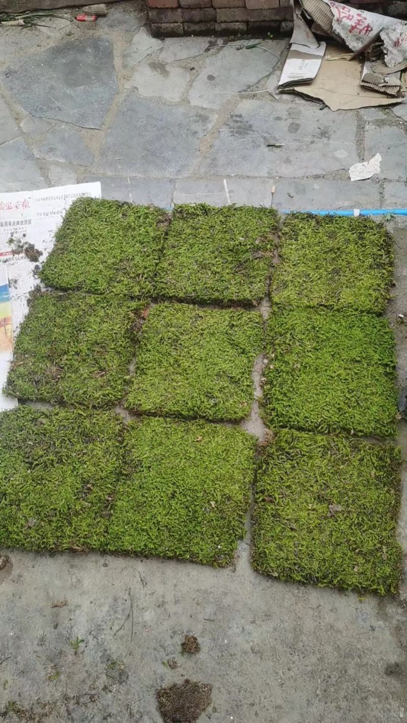苔藓，大灰藓，一手货源，全国发货，量大从优
