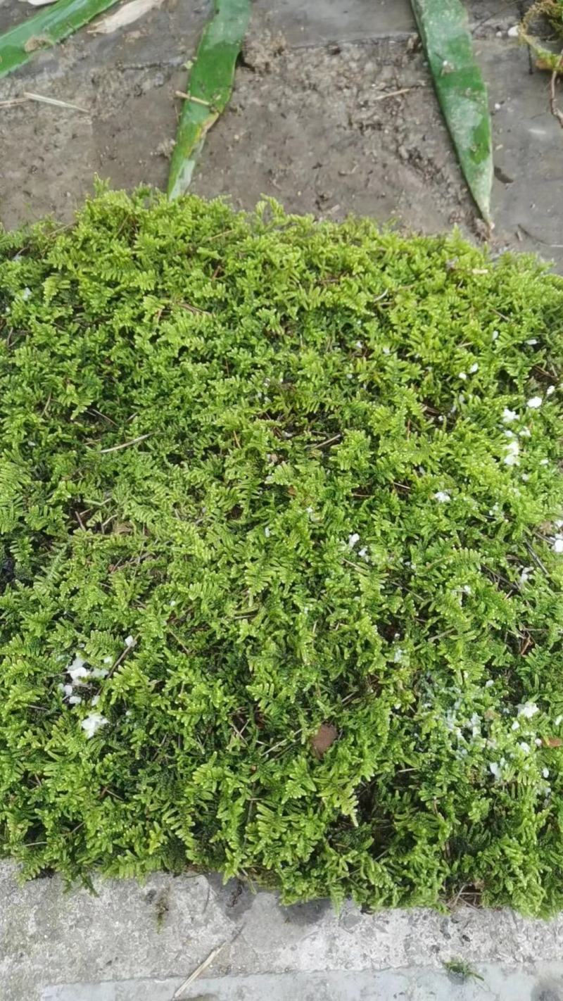 苔藓，大灰藓，一手货源，全国发货，量大从优