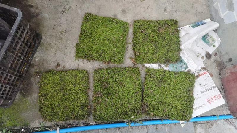 苔藓，大灰藓，一手货源，全国发货，量大从优